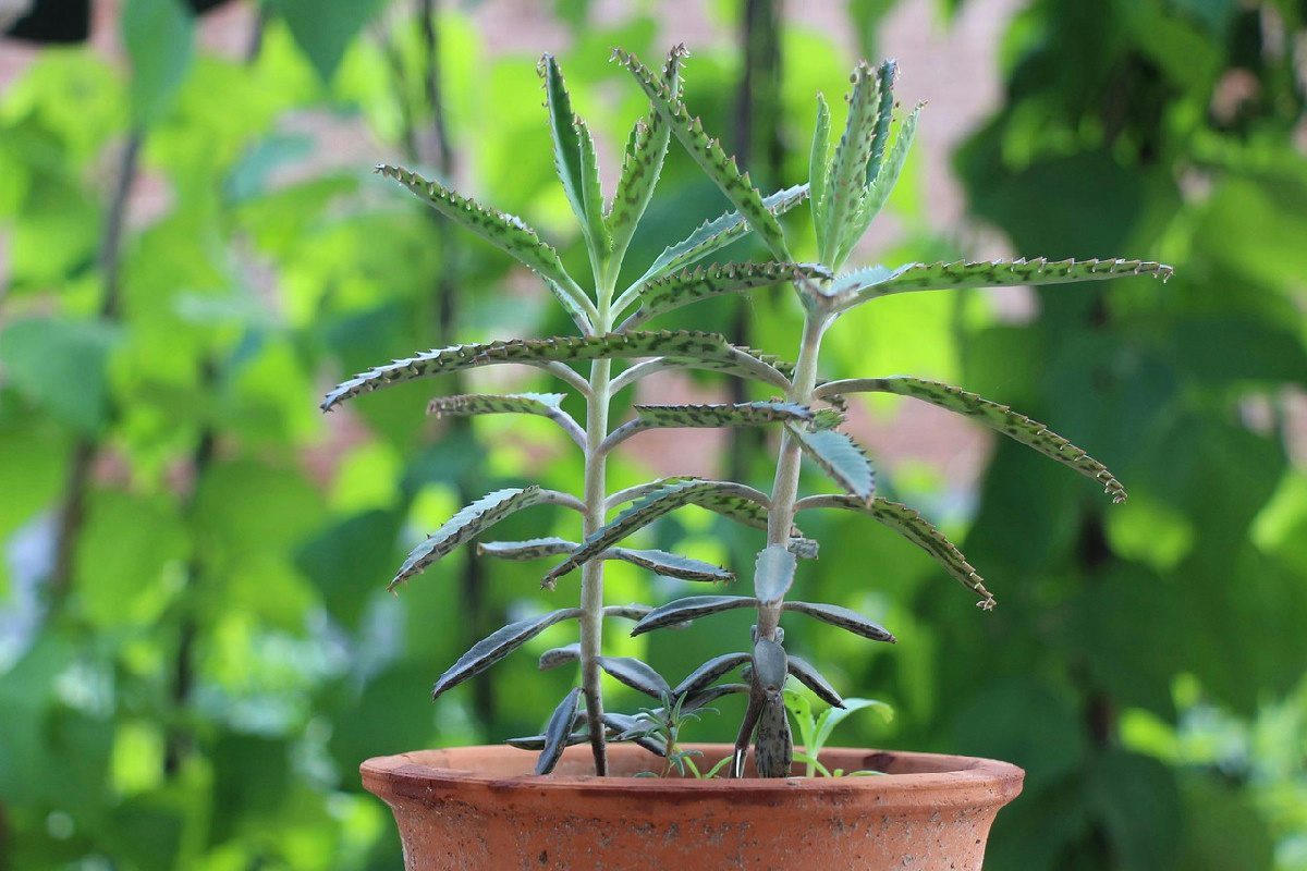 1️⃣ Migliorare la salute delle piante con tappi di sughero posizionati nei vasi domestici