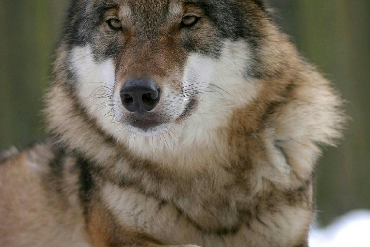 Avventura autentica tra i laghi incontaminati del Minnesota e il fascino dei maestosi lupi selvatici
