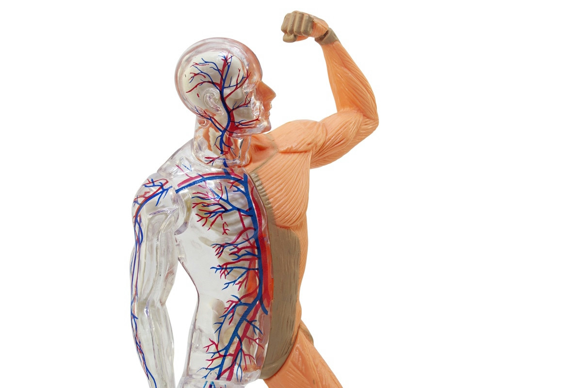 Cinque alimenti fondamentali per favorire una circolazione fluida e mantenere arterie sane nel tempo