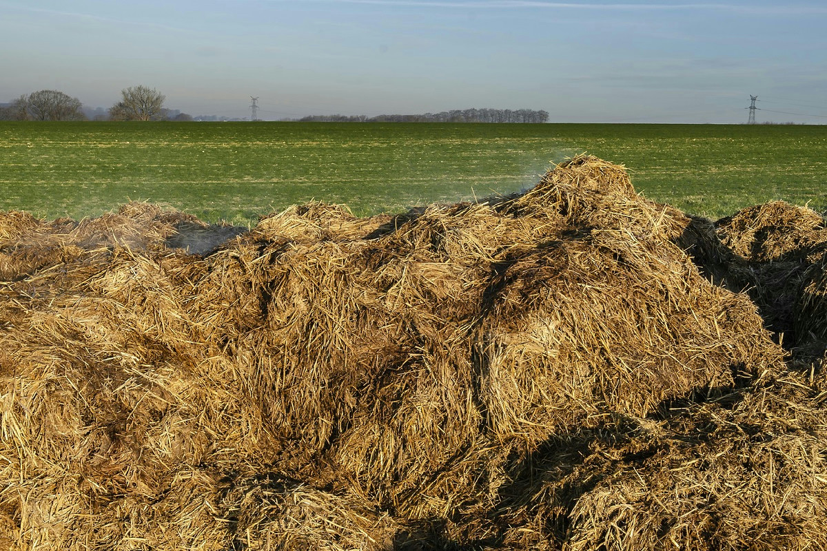 Crisantemi in giardino: guida completa per trapiantarli, curarli e farli rifiorire con successo