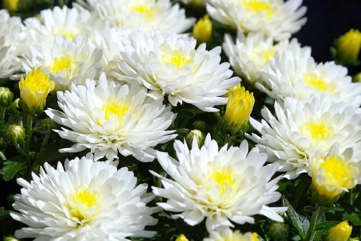 Crisantemi in giardino: guida completa per trapiantarli, curarli e farli rifiorire con successo