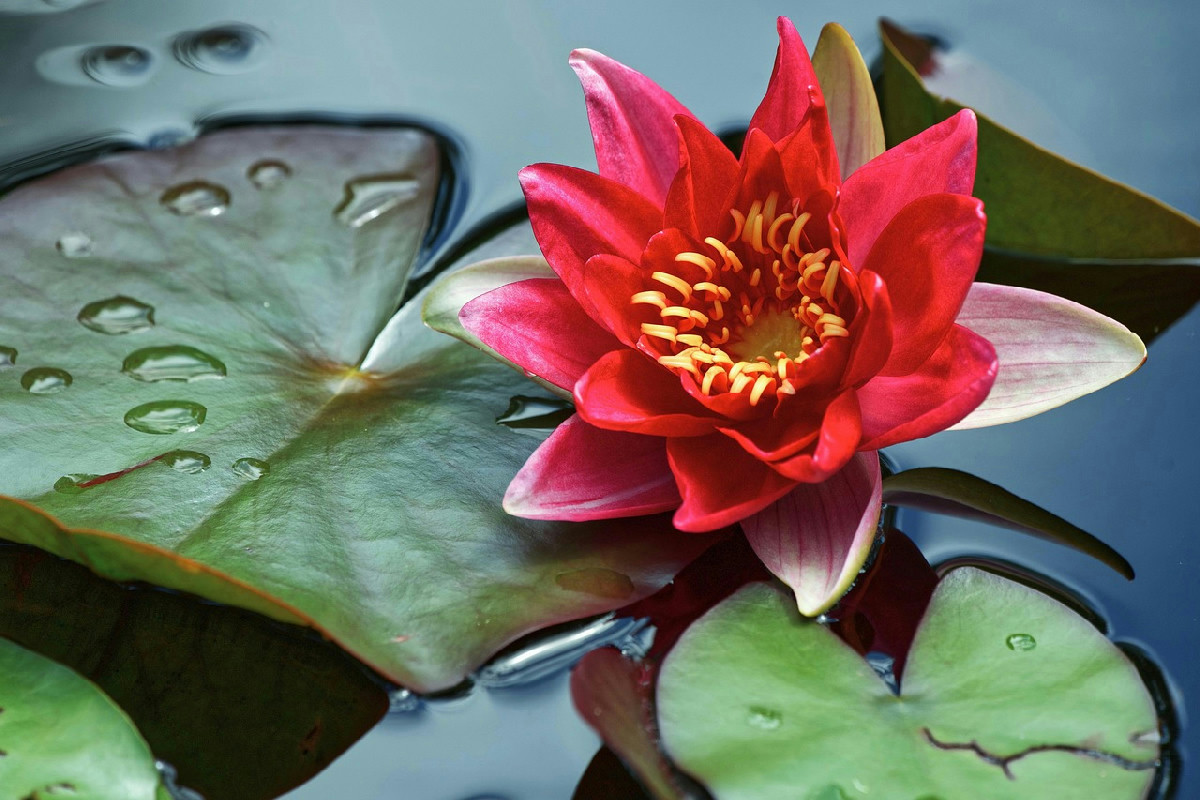 Le migliori piante per realizzare un giardino acquatico rigoglioso e facile da mantenere