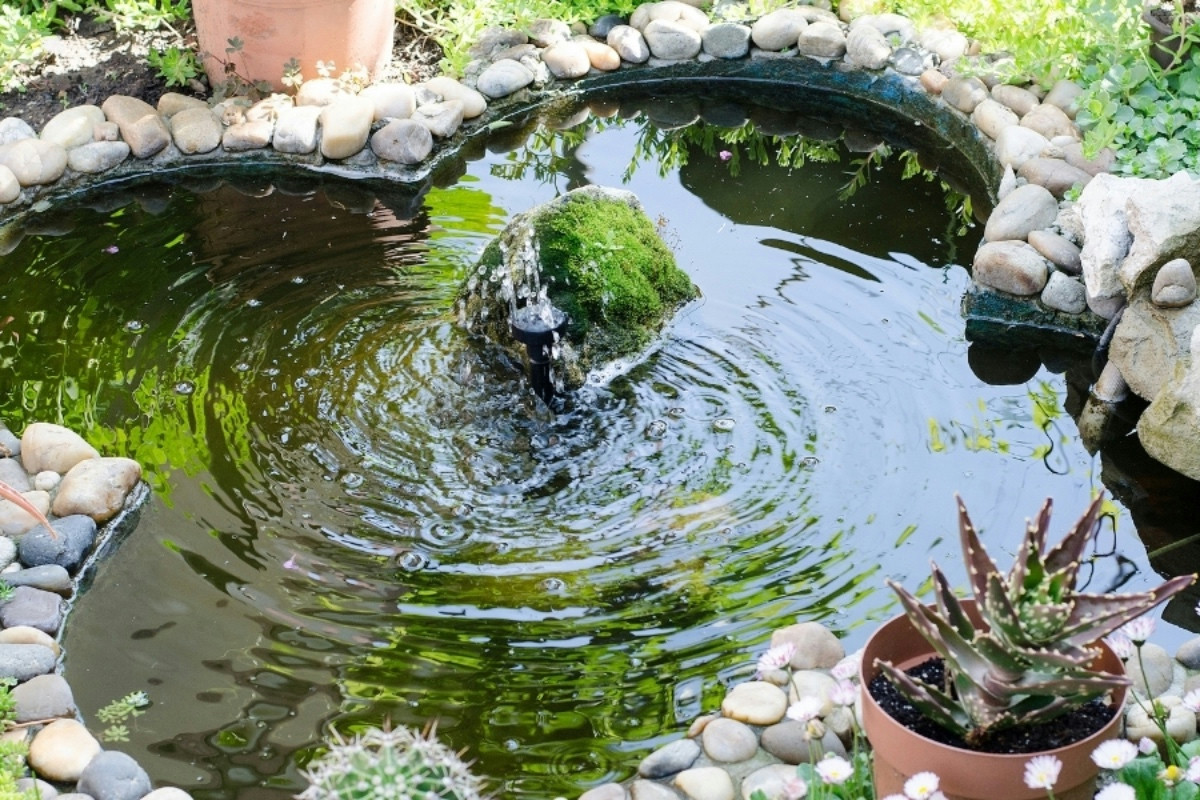 Le migliori piante per realizzare un giardino acquatico rigoglioso e facile da mantenere
