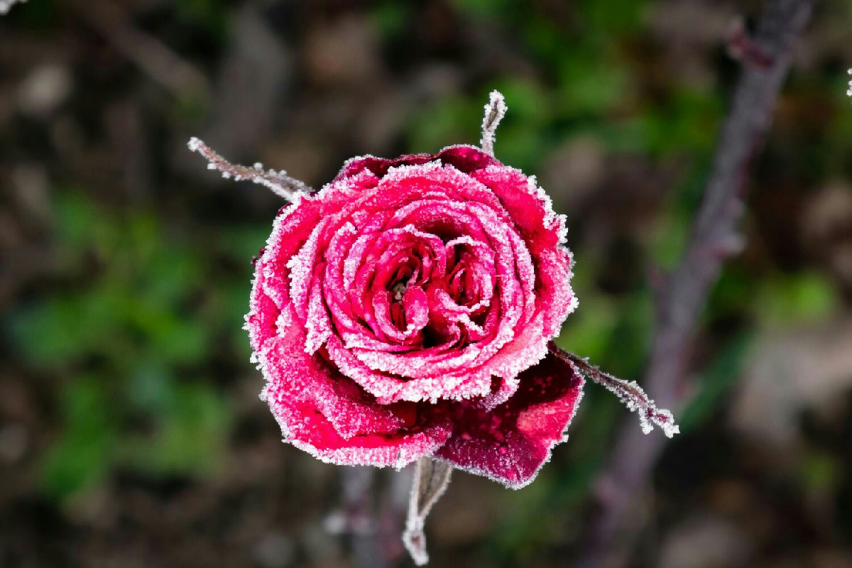 Perché molti non sanno che curare le rose così le preserva fino alla primavera?