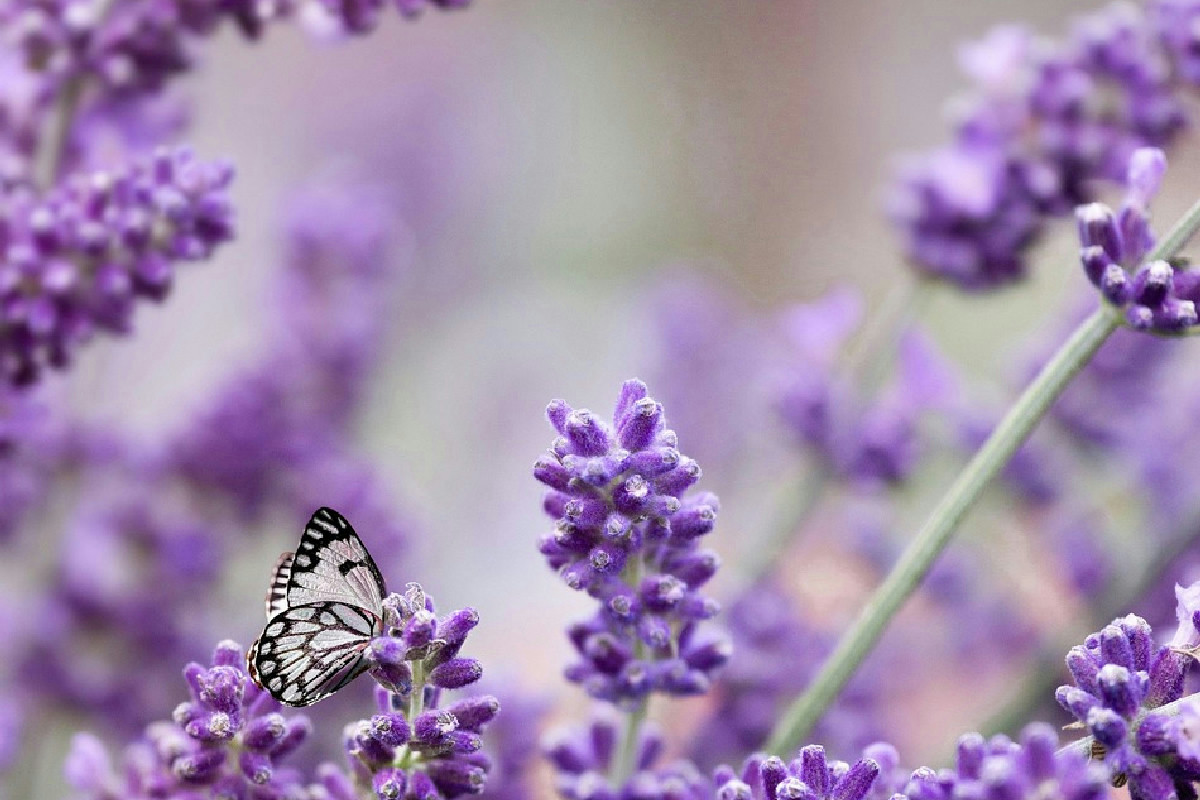 Quando potare la lavanda per favorire una crescita rigogliosa durante tutto l’anno