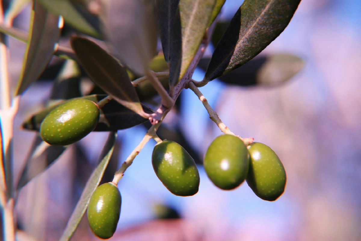 Raccolto di olive a livelli record grazie a un ulivo rigoglioso tutto l’anno senza sforzi