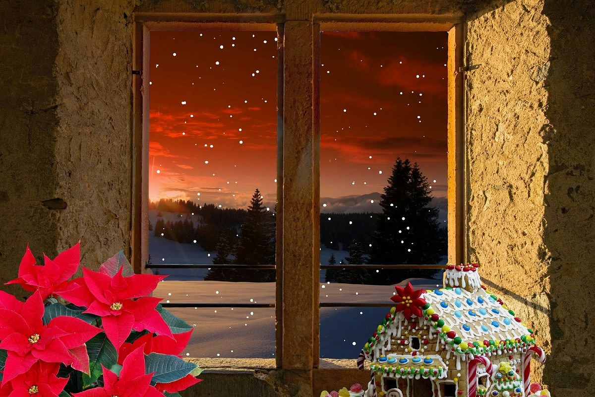 Stella di Natale: come ottenere una fioritura prolungata fino a primavera con il taglio giusto