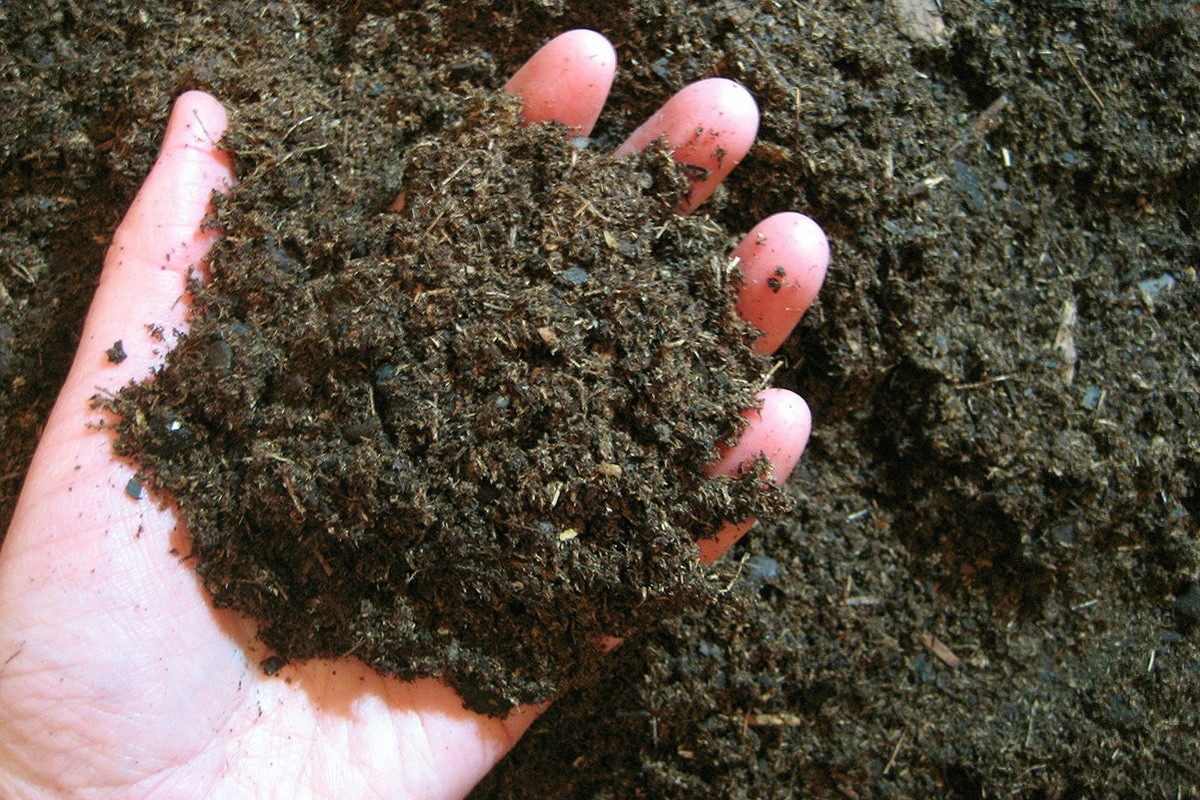 Agrifoglio: proprietà naturali, benefici e consigli per coltivarlo in casa facilmente