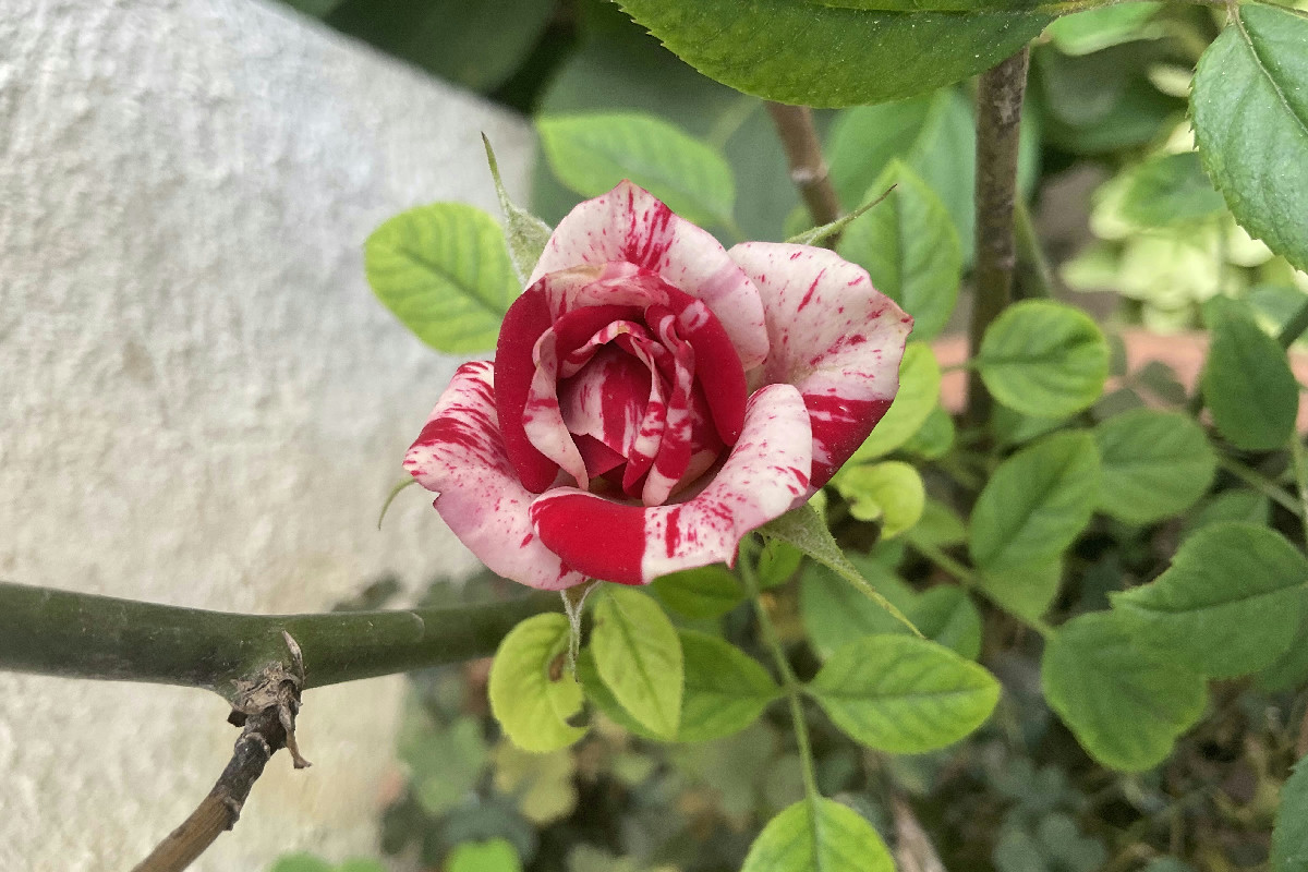 Un borgo vicino Roma con cascate dall’aspetto esotico: un angolo di paradiso verde smeraldo