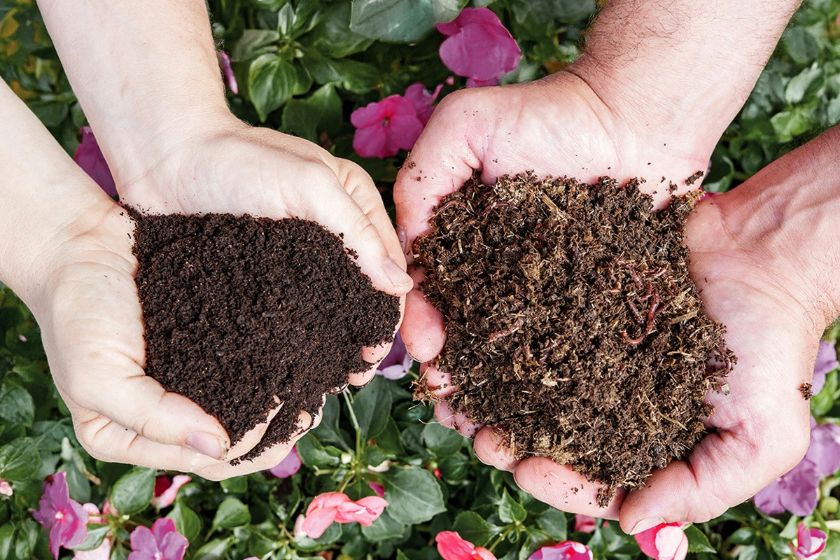 Bucaneve in giardino e in vaso: consigli per far fiorire presto il primo fiore dell’inverno