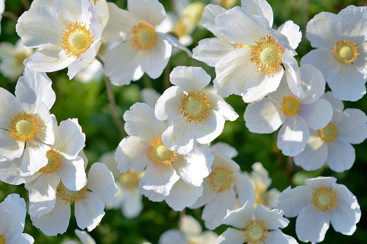 Bucaneve in giardino e in vaso: consigli per far fiorire presto il primo fiore dell’inverno