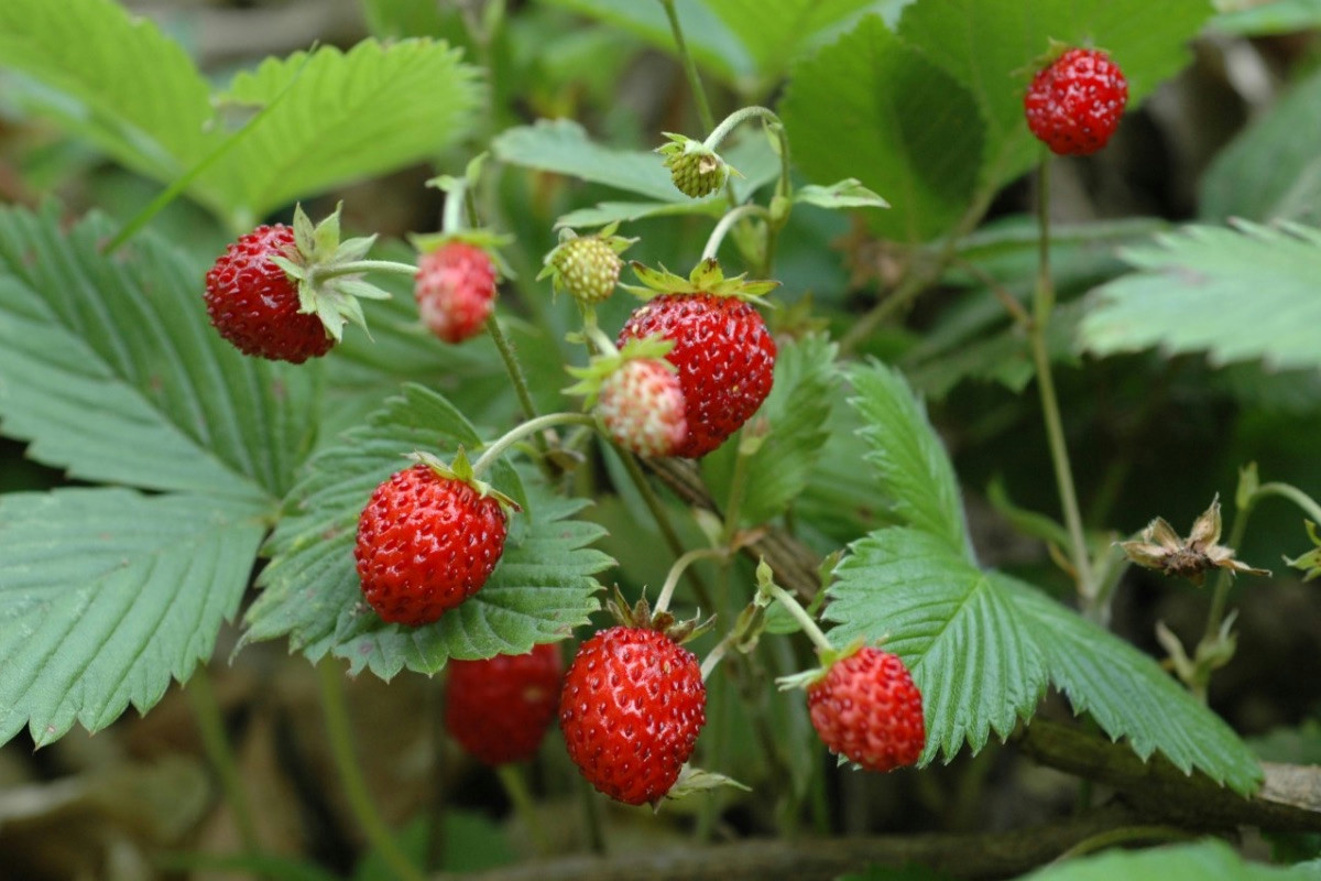 Dolci freschi con fragoline di bosco: cheesecake leggera e irresistibile per tutte le stagioni