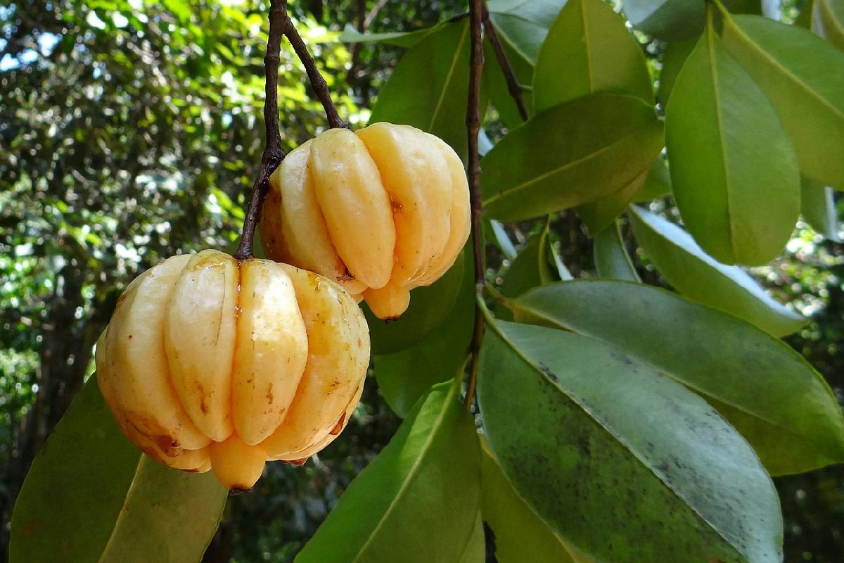 La Garcinia cambogia regola la glicemia e migliora naturalmente il benessere del fegato