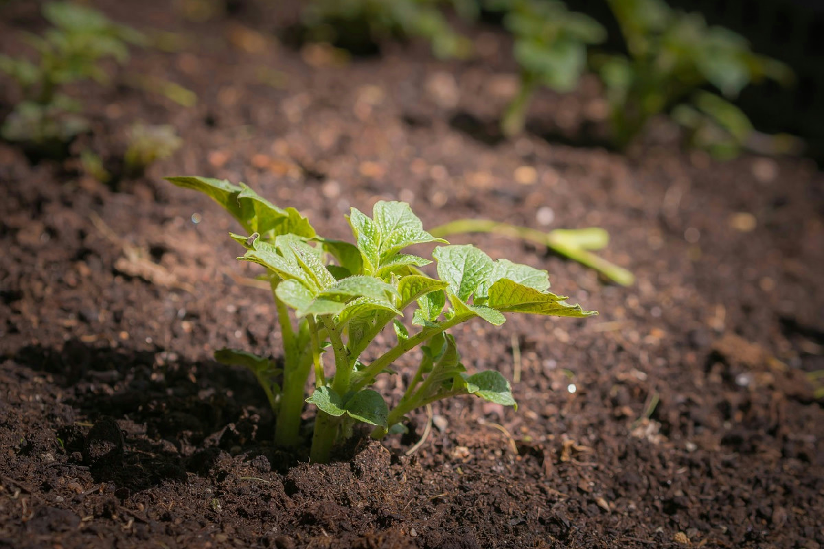 Orto a marzo: le coltivazioni migliori e i raccolti più abbondanti da avviare in primavera