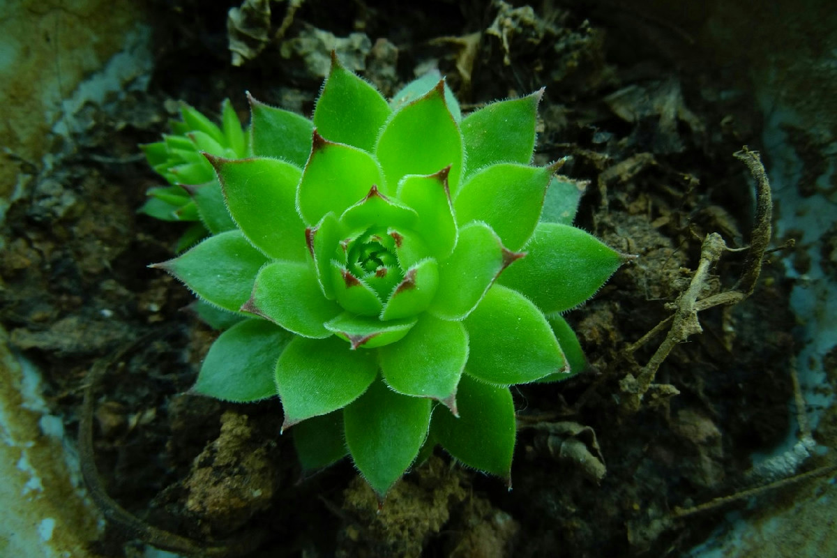 Piante grasse in casa: ambienti ideali e consigli per mantenere il giardino sempreverde negli interni