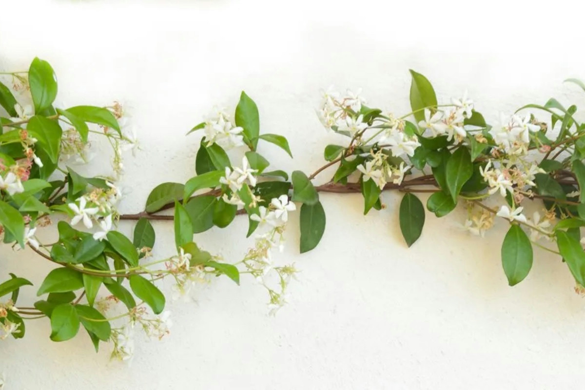 Rampicante a fioritura continua: varietà vigorosa e longeva che cresce con estrema rapidità