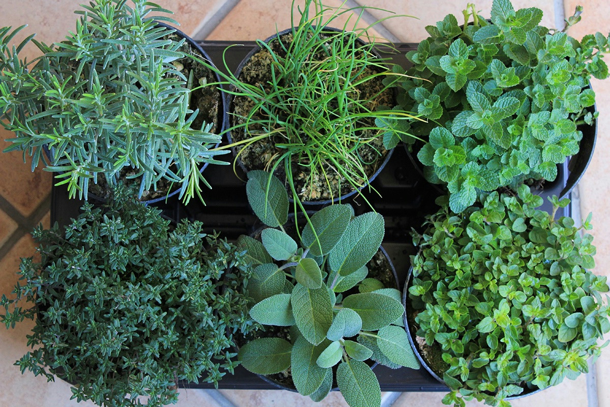 Il salmone all’arancia: l’abbinamento fresco e raffinato che eleva ogni tavola elegante