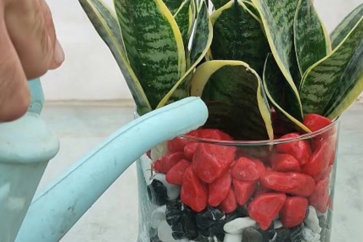 Sansevieria: consigli pratici per mantenere la pianta sana e vigorosa tutto l’anno